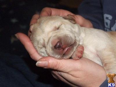 AKC Reg. Cream  Yellow Puppies born February 5th 2010
